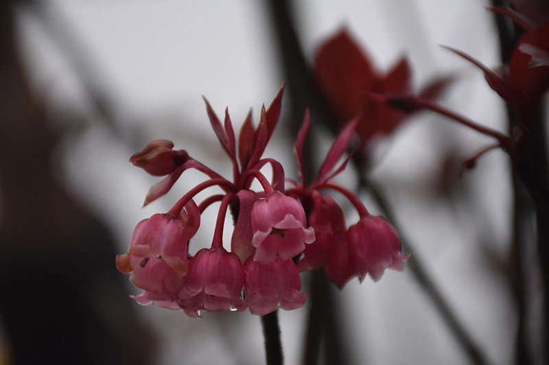  Loài hoa chỉ nở đúng mùa xuân và chỉ nở một lần trong năm.