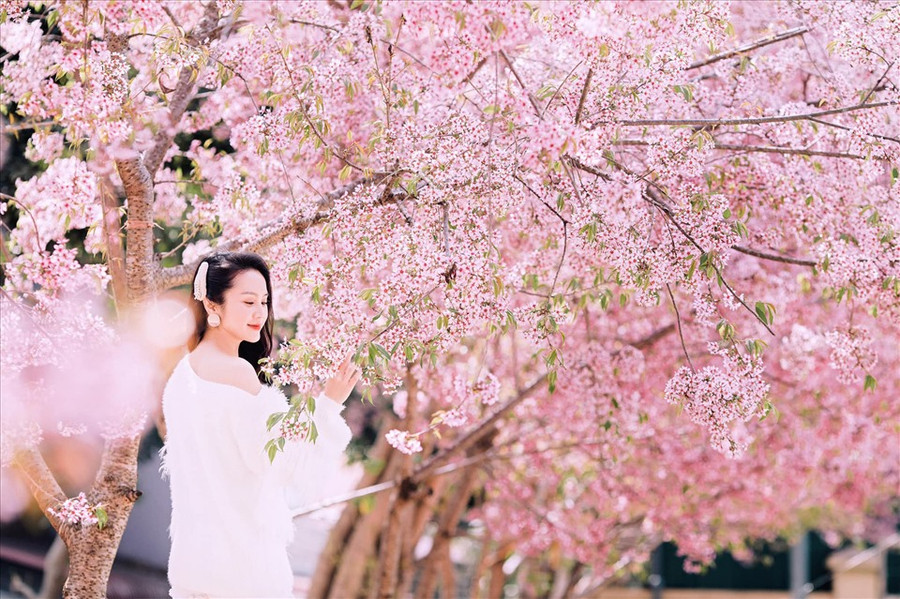 Quốc lộ 6 Ngã 3 Bảo Tàng ngập tràn sắc hoa mai anh đào (Ảnh: Hải Dương) Quốc lộ 6 Ngã 3 Bảo Tàng ngập tràn sắc hoa mai anh đào (Ảnh: Hải Dương)