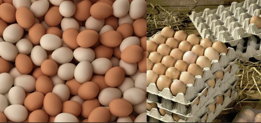 Trứng vịt liệu có tốt hơn trứng gà? Đồ họa: VA Trứng vịt liệu có tốt hơn trứng gà? Đồ họa: VA