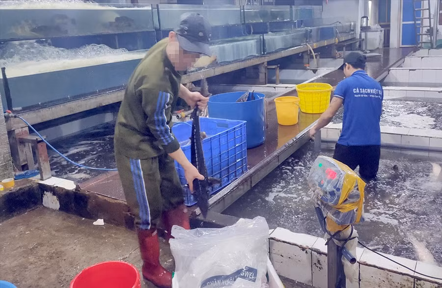 Một cơ sở bán cá tầm Trung Quốc tại chợ Yên Sở. Ảnh: Long Nguyễn.