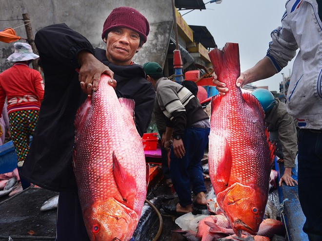 Cá đánh bắt từ Hoàng Sa ẢNH: LÊ CHƯƠNG