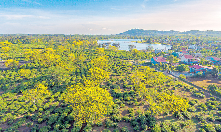 Hoa muồng vàng ở thôn Tây Hồ (xã Bàu Cạn, huyện Chư Prông). Ảnh: Phan Nguyên Hoa muồng vàng ở thôn Tây Hồ (xã Bàu Cạn, huyện Chư Prông). Ảnh: Phan Nguyên