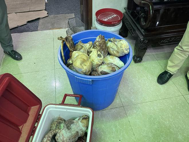 Nhiều cá thể tê tê còn sống và đã bị ướp đông được phát hiện trong nhà hàng Nhiều cá thể tê tê còn sống và đã bị ướp đông được phát hiện trong nhà hàng