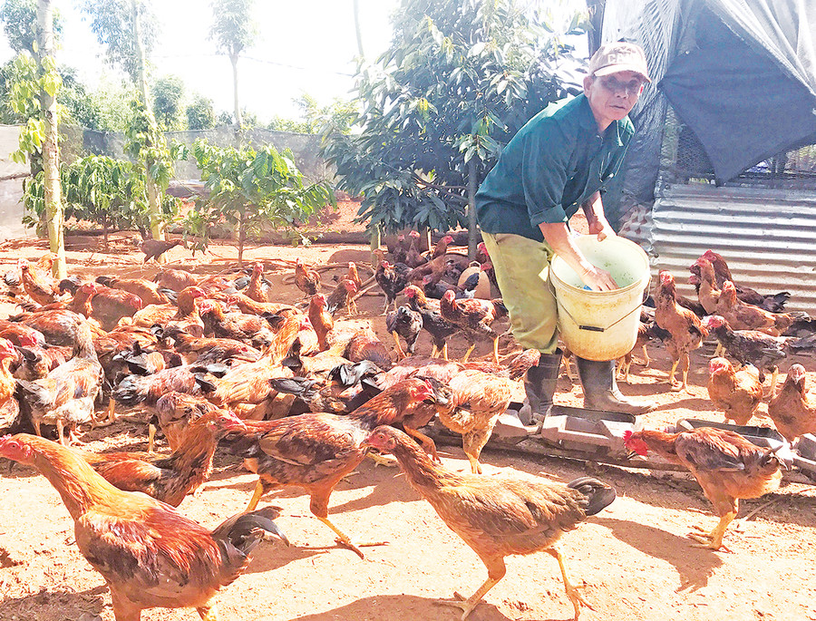  Đàn gà thảo dược của gia đình ông Đỗ Xuân Việt chuẩn bị bán Tết. Ảnh: Nguyễn Diệp