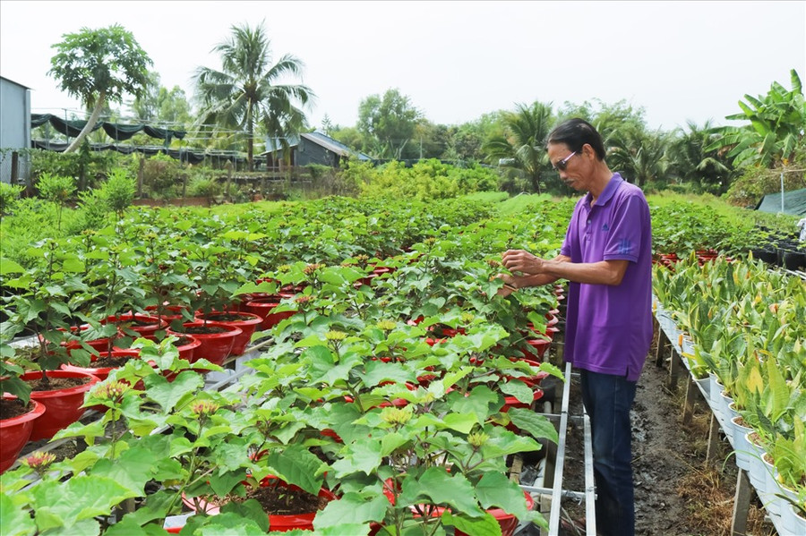 Những chậu cúc hỏa châu của ông Tiếp đang nở hoa sẳn sàng phục vụ Tết Nguyên đán. Ảnh: Hồng Lan  Những chậu cúc hỏa châu của ông Tiếp đang nở hoa sẳn sàng phục vụ Tết Nguyên đán. Ảnh: Hồng Lan