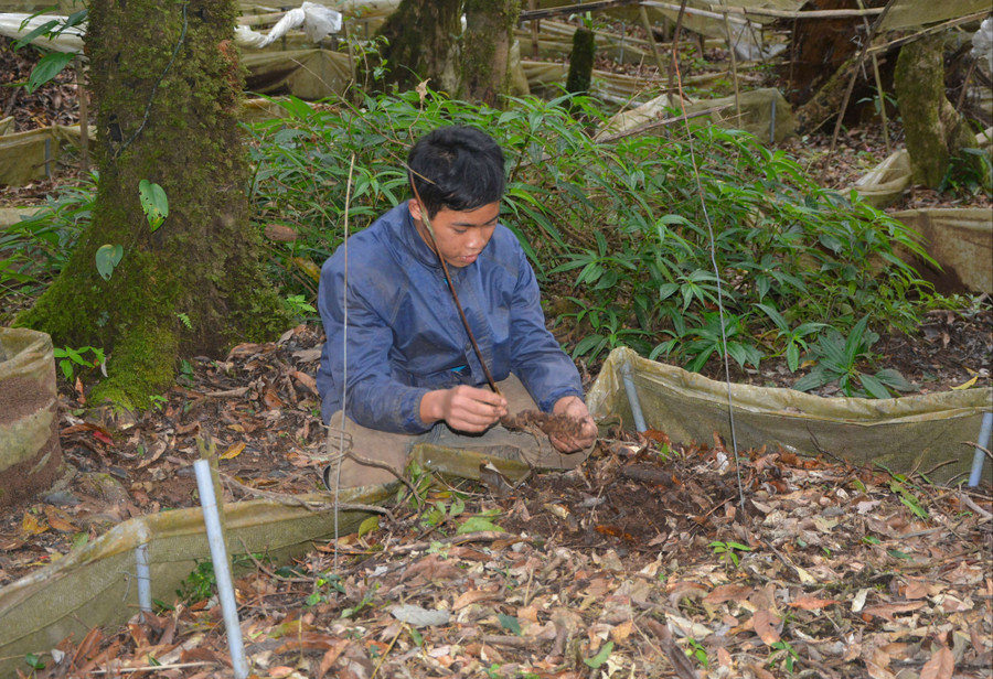 Một củ sâm Ngọc Linh trong thời kỳ ‘’ngủ đông’’. Ảnh: H.L