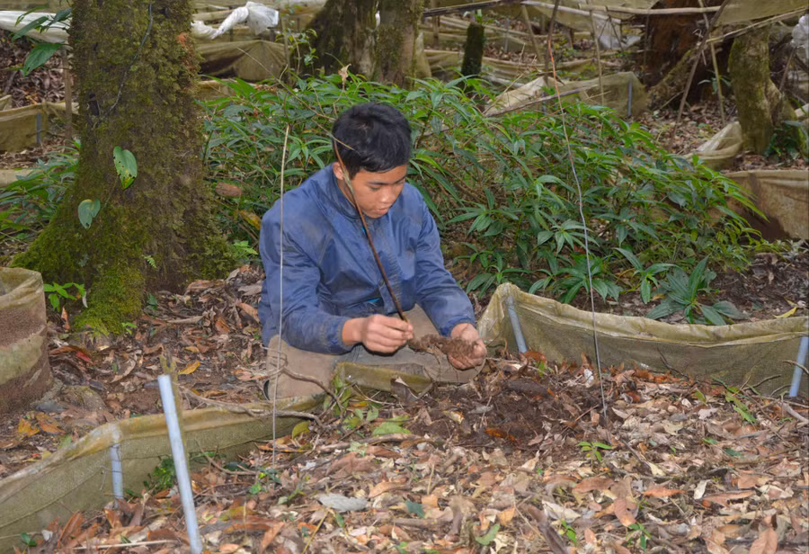 Một củ sâm Ngọc Linh trong thời kỳ ‘’ngủ đông’’. Ảnh: H.L