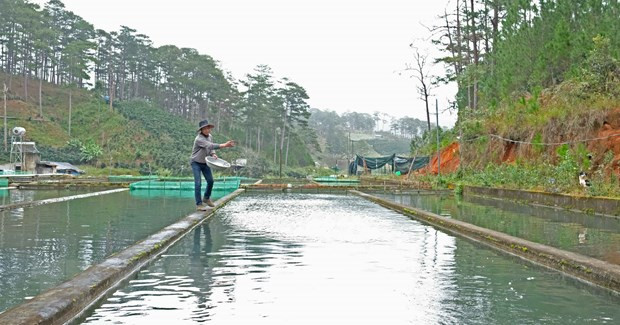 Người nuôi cá tầm tại Lâm Đồng phải tốn chi phí chăm sóc, thức ăn cho cá nên càng thêm khó khăn về nguồn vốn. (Ảnh: Nguyễn Dũng/TTXVN)