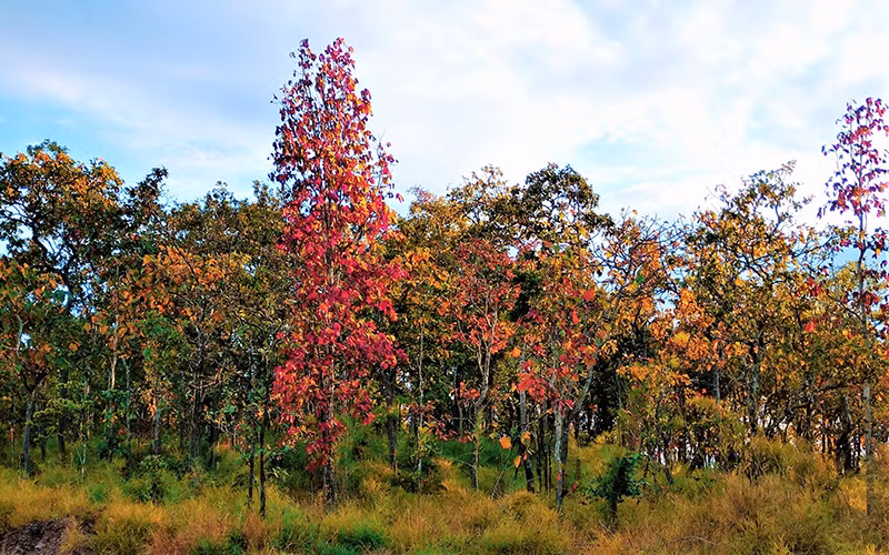 Sắc màu rừng khộp mùa thay lá đẹp đến mê hoặc lòng người.