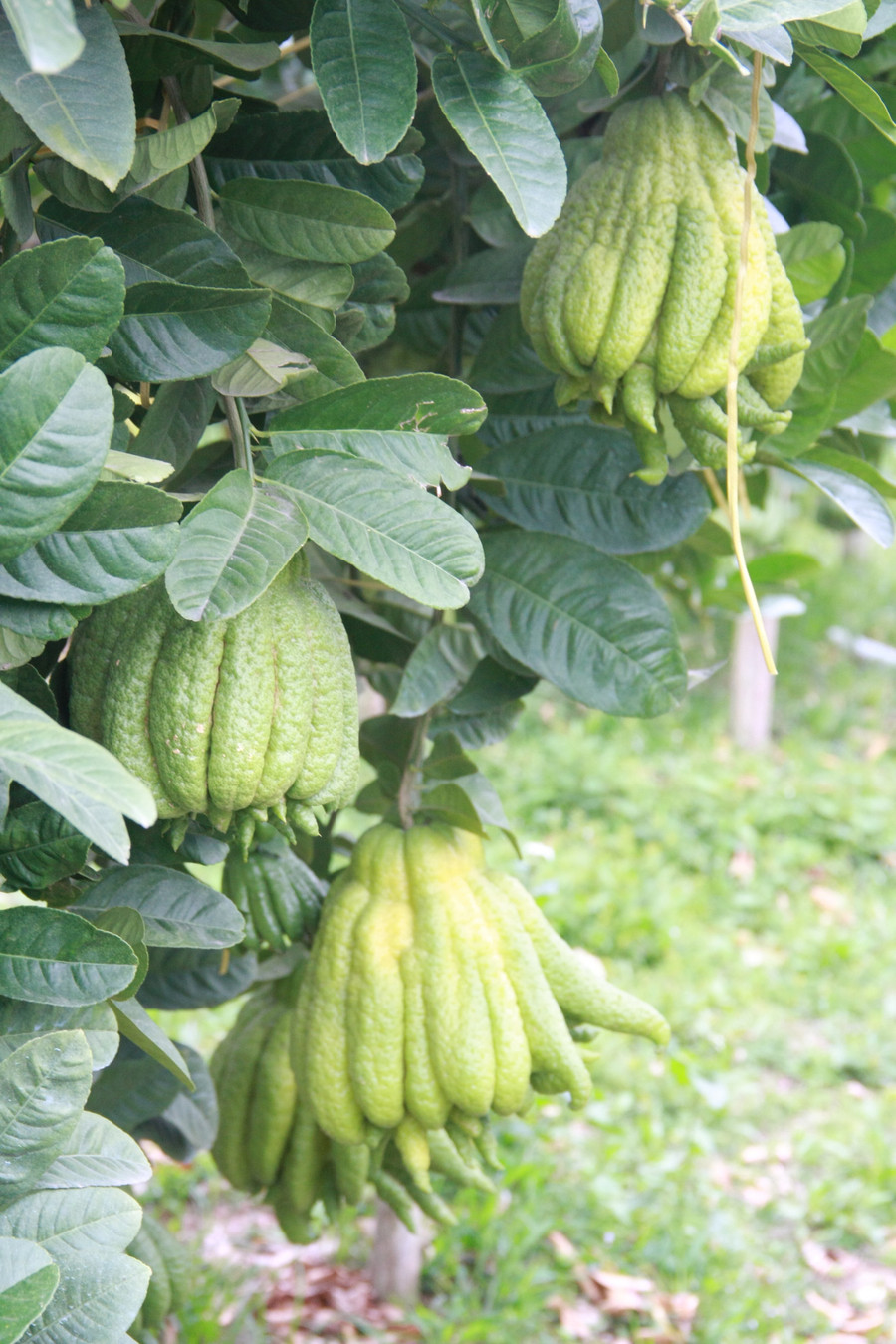  Cách Tết Nguyên Đán Tân Sửu khoảng 3 – 4 tuần, các vườn phật thủ ở Phúc Thọ tất bật vào chính vụ thu hoạch. Nhiều nhà vườn tại đây cho biết: 