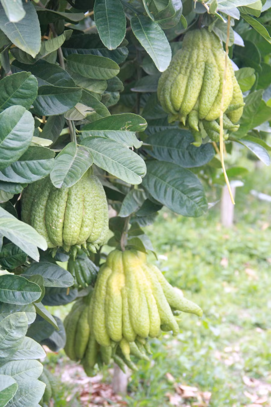  Cách Tết Nguyên Đán Tân Sửu khoảng 3 – 4 tuần, các vườn phật thủ ở Phúc Thọ tất bật vào chính vụ thu hoạch. Nhiều nhà vườn tại đây cho biết: 