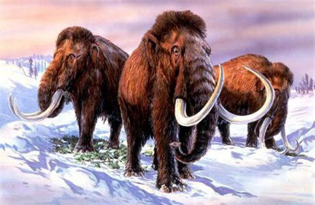 Voi ma mút có chu kỳ mang thai khoảng 22 tháng và chỉ sinh ra một con. Khi trưởng thành, voi cái sống thành bầy, voi đực thường sống đơn lẻ.