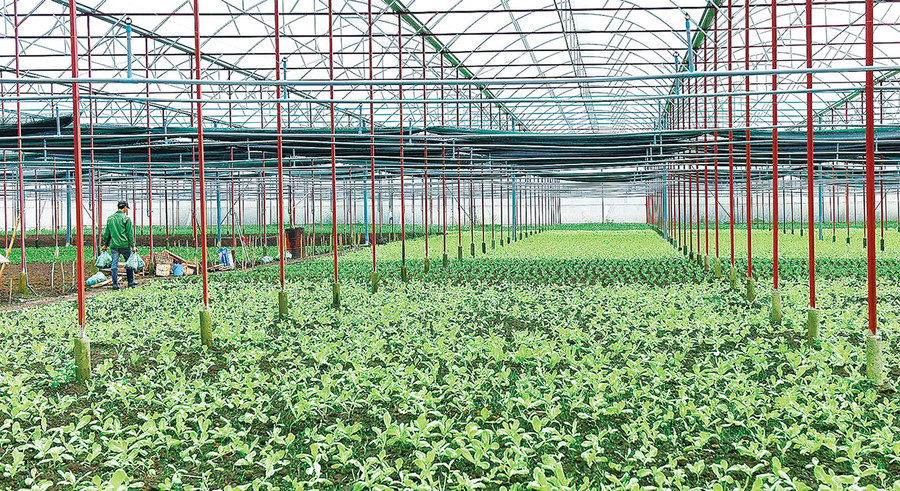 Nhà lưới trồng rau của Hợp tác xã Nông nghiệp và Dịch vụ An Phú Thịnh (xã An Phú, TP. Pleiku). Ảnh: Đức Thụy Nhà lưới trồng rau của Hợp tác xã Nông nghiệp và Dịch vụ An Phú Thịnh (xã An Phú, TP. Pleiku). Ảnh: Đức Thụy