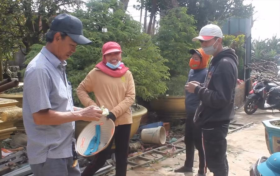 Chủ vườn mai trả tiền tươi cho các nhân công.