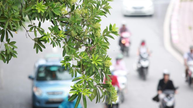 Trong ký ức về Hà Nội của những người đã rời xa thành phố này, dường như bao giờ cũng đọng lại mùi hoa sữa nồng nàn ở từng góc phố mùa thu - Ảnh Phạm Hùng Trong ký ức về Hà Nội của những người đã rời xa thành phố này, dường như bao giờ cũng đọng lại mùi hoa sữa nồng nàn ở từng góc phố mùa thu - Ảnh Phạm Hùng