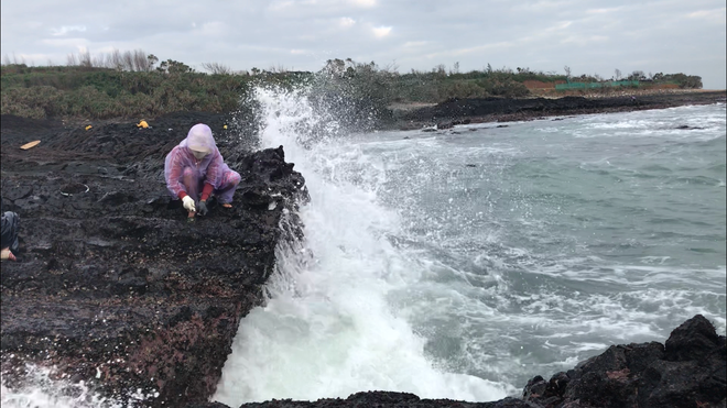 Những cơn sóng lớn liên tục ập vào nơi thu hoạch mứt biển