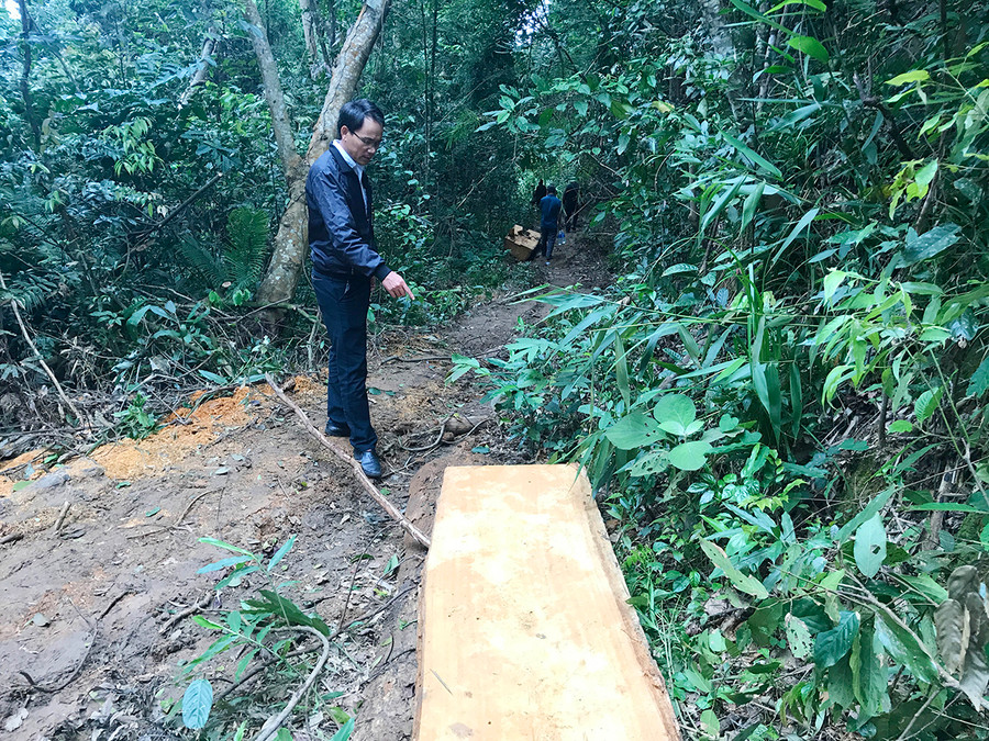 Tổng khối lượng thiệt hại hơn 49 m3 gỗ thuộc nhóm V và VI. Ảnh: Diệp Tấn Tổng khối lượng thiệt hại hơn 49 m3 gỗ thuộc nhóm V và VI. Ảnh: Diệp Tấn