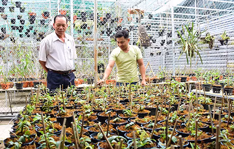 Việc bán giá thể và lan rừng mang lại cho anh Thịnh thu nhập hàng tỷ đồng mỗi năm. Ảnh: BA