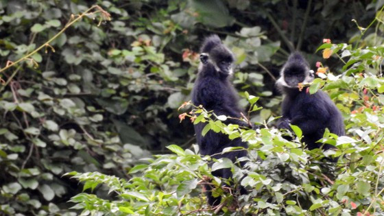 Voọc gáy trắng sống gần khu dân cư ở Thạch Hóa, Tuyên Hóa, Quảng Bình