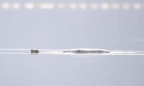  Cá thể rùa cái thuộc loài rùa mai mềm Swinhoe được tìm thấy ở hồ Đồng Mô, Việt Nam. Ảnh: WCS Viet Nam