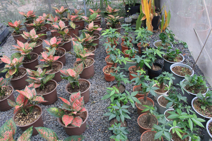 Với các loại đất trồng sạch này, người dùng chỉ cần mua về và trồng cây mà không cần bón thêm bất kỳ loại phân bón nào. Phân chậm tan và cung cấp chất dinh dưỡng được đến 4 tháng. Với các loại đất trồng sạch này, người dùng chỉ cần mua về và trồng cây mà không cần bón thêm bất kỳ loại phân bón nào. Phân chậm tan và cung cấp chất dinh dưỡng được đến 4 tháng.