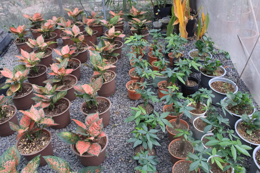 Với các loại đất trồng sạch này, người dùng chỉ cần mua về và trồng cây mà không cần bón thêm bất kỳ loại phân bón nào. Phân chậm tan và cung cấp chất dinh dưỡng được đến 4 tháng.