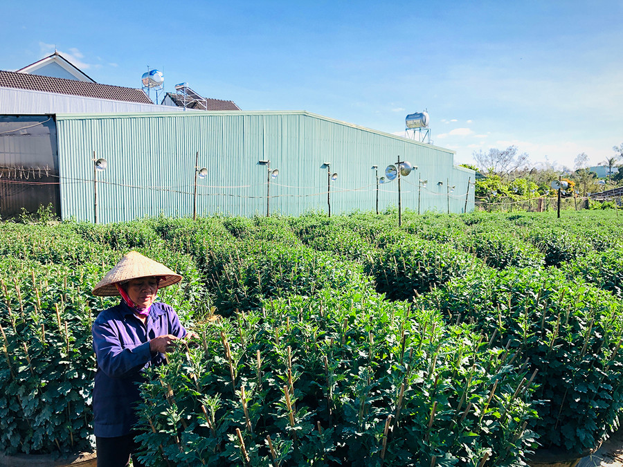 Năm nay, gia đình bà Trần Thị Thắm (tổ 3, phường Thắng Lợi, TP. Pleiku) ưu tiên trồng các loại cúc chậu cỡ trung và đại. Ảnh: Lê Hòa Năm nay, gia đình bà Trần Thị Thắm (tổ 3, phường Thắng Lợi, TP. Pleiku) ưu tiên trồng các loại cúc chậu cỡ trung và đại. Ảnh: Lê Hòa
