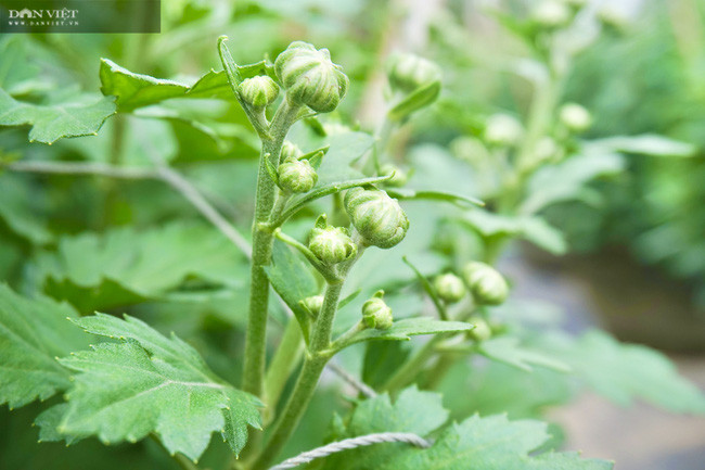 Những búp hoa được nông dân chăm sóc kỹ lưỡng.