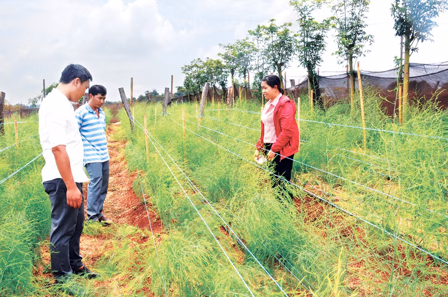 Mô hình trồng măng tây theo hướng hữu cơ của Hợp tác xã Nông nghiệp hữu cơ Chư Prông. Ảnh: Vĩnh Hoàng