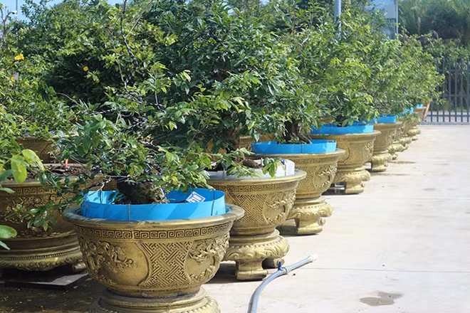 Những cây mai trưng bày tại tại CLB mai vàng Sa Đéc. ẢNH: THIÊN LỘC