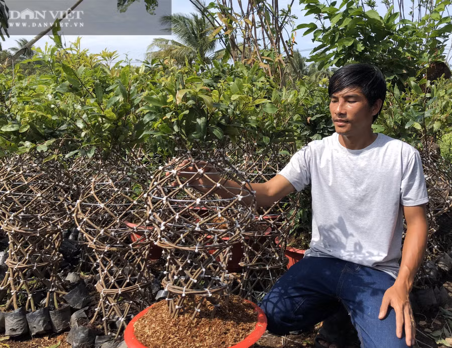  9X miền Tây tạo ra lộc bình mai trưng Tết độc nhất vô nhị. Ảnh: M.A.