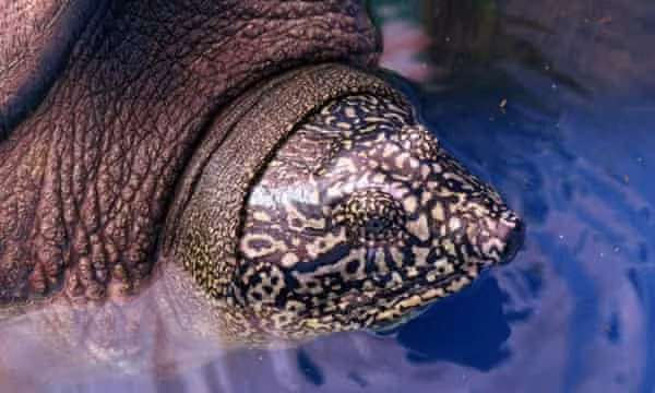 Phát hiện cá thể rùa cái ở Việt Nam được cho là có ý nghĩa rất quan trọng. Ảnh: Guardian