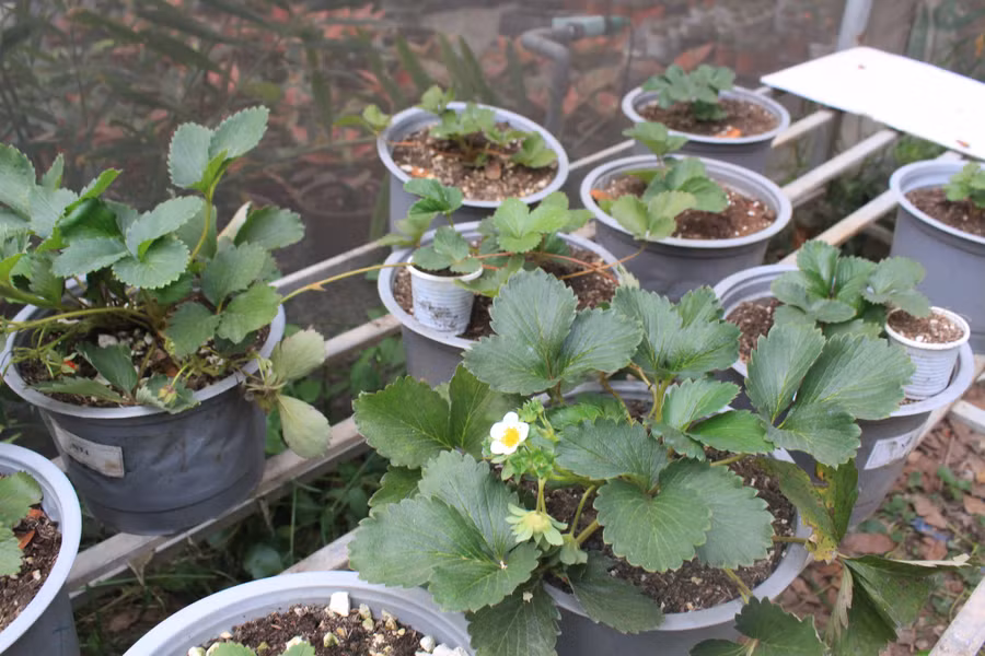 Ngoài ra, nhóm còn có cả đất trồng rau và hoa, dành cho các loại rau ăn lá hoặc cũng có thể trồng dâu tây.