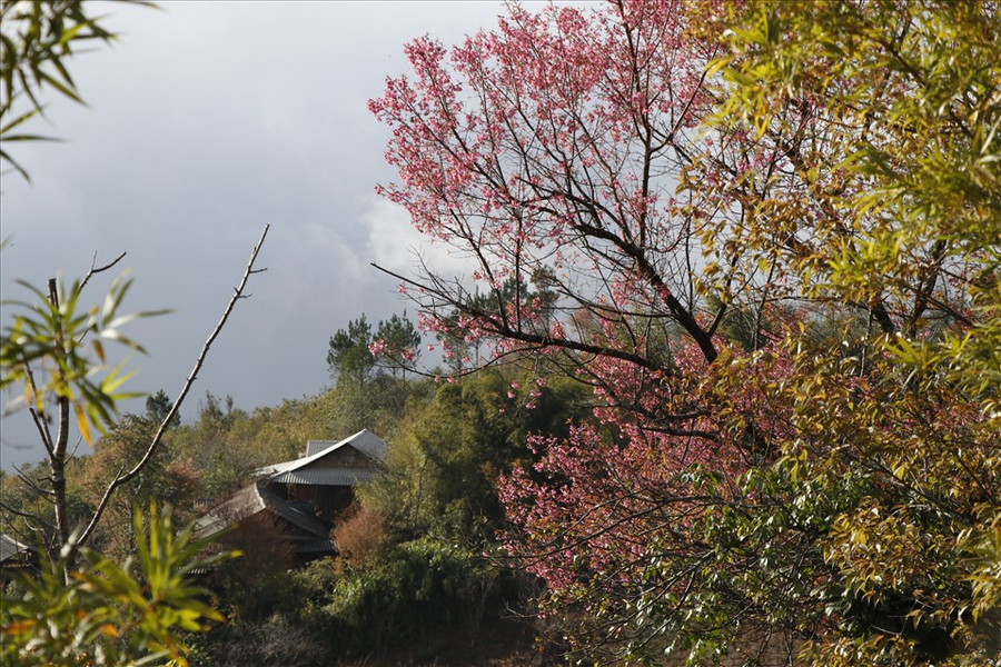 Được người dân trồng quanh nhà.