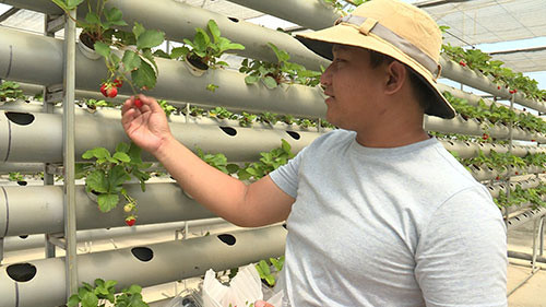  Mô hình dâu tây công nghệ cao Aquaponics của anh cử nhân công nghệ sinh học Nguyễn Ngọc Điền (TP Phan Thiết, tỉnh Bình Thuận).