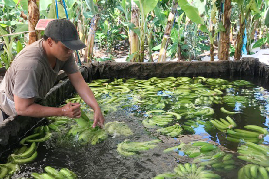 Chuối được ngâm, rửa nước trước khi phun chất bảo quản. Ảnh: Công an Đồng Nai Chuối được ngâm, rửa nước trước khi phun chất bảo quản. Ảnh: Công an Đồng Nai