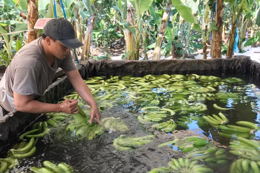  Chuối được ngâm, rửa nước trước khi phun chất bảo quản. Ảnh: Công an Đồng Nai