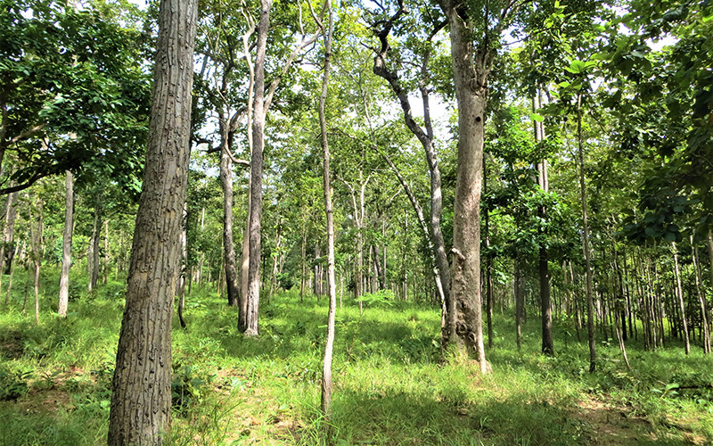 Rừng khộp Vườn Quốc gia Yok Đôn trong mùa mưa cây cỏ xanh tốt, là nguồn thức ăn dồi dào cho loài voi hoang dã.