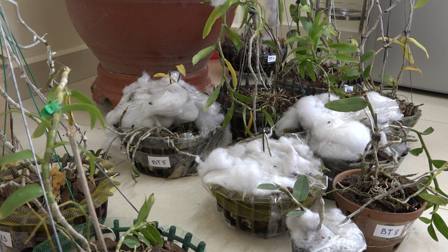 Từ tháng 9/2020 đến nay, nhóm đối tượng này đã thực hiện 4 vụ trộm cắp tài sản là các giò hoa lan đột biến các loại... Từ tháng 9/2020 đến nay, nhóm đối tượng này đã thực hiện 4 vụ trộm cắp tài sản là các giò hoa lan đột biến các loại...