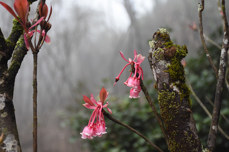 Loài hoa nở trên những thân cây phủ mờ rêu. 