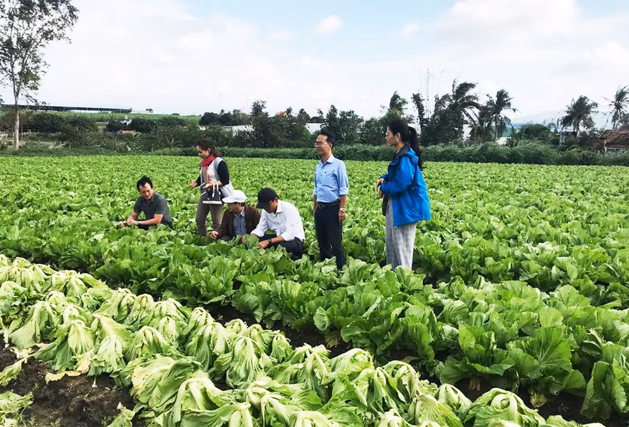 Mô hình sản xuất rau an toàn của HTX Nông nghiệp và Dịch vụ An Trường Phát (xã Tân An, huyện Đak Pơ). Ảnh: Nguyễn Diệp
