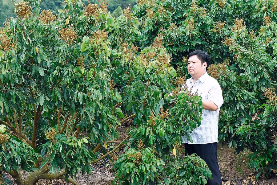  Vườn nhãn của người dân xã Phú An (huyện Đak Pơ). Ảnh: Đức Thụy