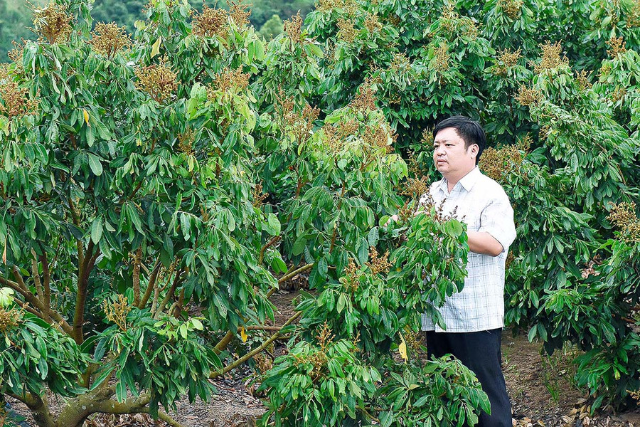  Vườn nhãn của người dân xã Phú An (huyện Đak Pơ). Ảnh: Đức Thụy