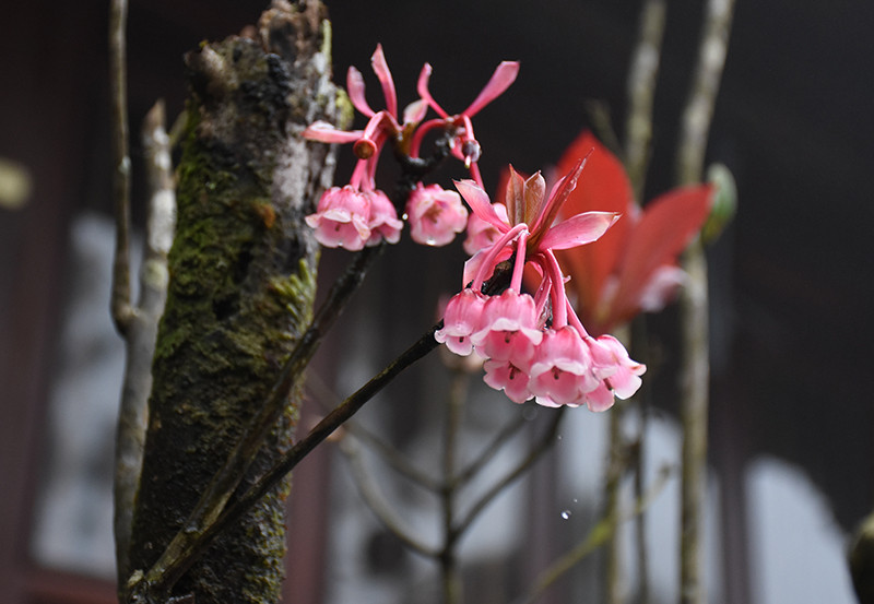 Mê đắm đào chuông trên đỉnh Bà Nà.
