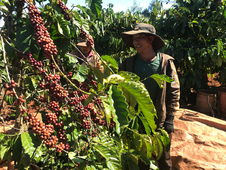 Nhiều hộ nông dân làng Krun (xã Hneng, huyện Đak Đoa) thoát nghèo nhờ biết áp dụng tiến bộ khoa học kỹ thuật vào sản xuất. Ảnh: R'Ô Hok Nhiều hộ nông dân làng Krun (xã Hneng, huyện Đak Đoa) thoát nghèo nhờ biết áp dụng tiến bộ khoa học kỹ thuật vào sản xuất. Ảnh: R'Ô Hok