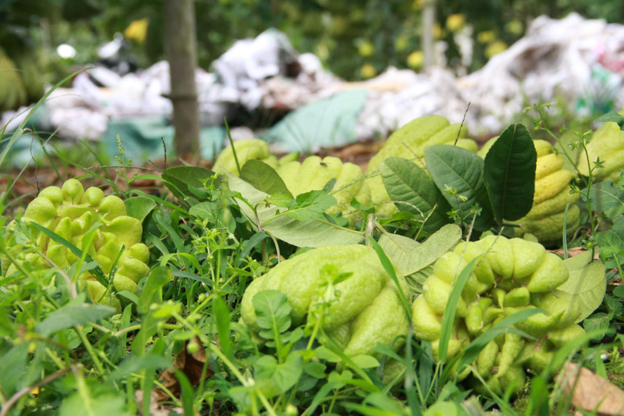  Phật thủ sau khi thu hoạch được chọn lọc cẩn thẩn, sau đó đóng gói bằng giấy và xốp để tránh va đập khi vận chuyển đường xa.