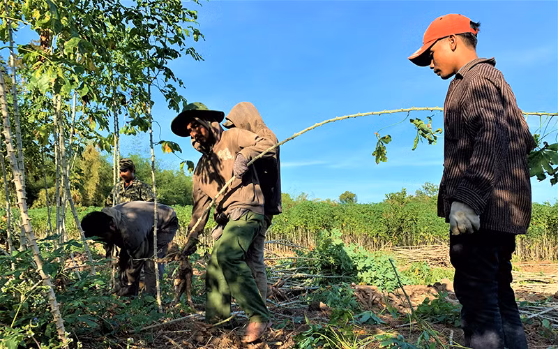Để bảo vệ thành quả lao động của mình, hiện nay nhiều hộ dân ở buôn Đrăng Phốk, xã Krông Na, huyện Buôn Đôn khẩn trương thu hoạch sắn để tránh voi rừng phá hoại. 