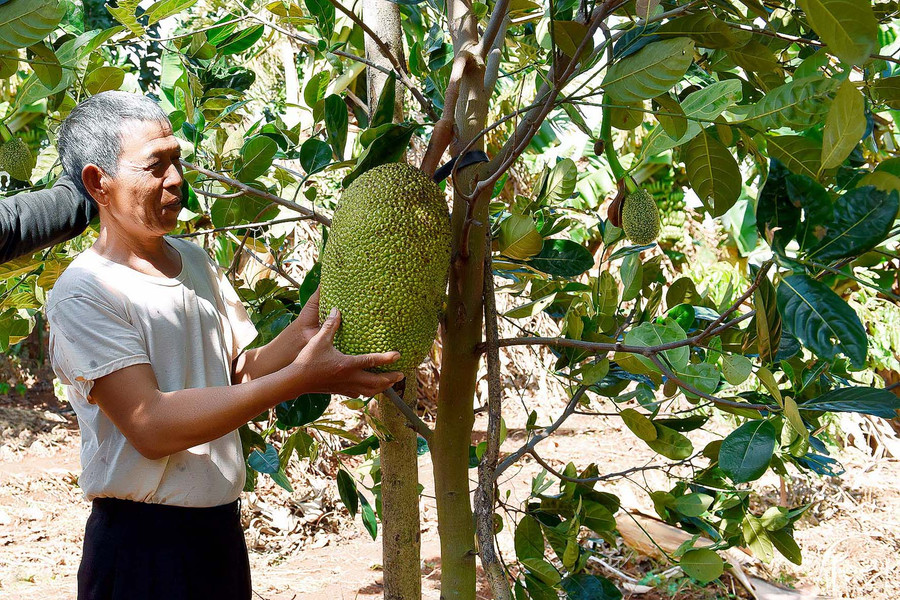8.50 cây mít thái của nhà ông Kê bắt đầu cho thu hoạch vụ đầu tiên.