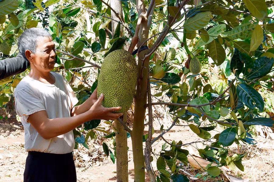8.50 cây mít thái của nhà ông Kê bắt đầu cho thu hoạch vụ đầu tiên.