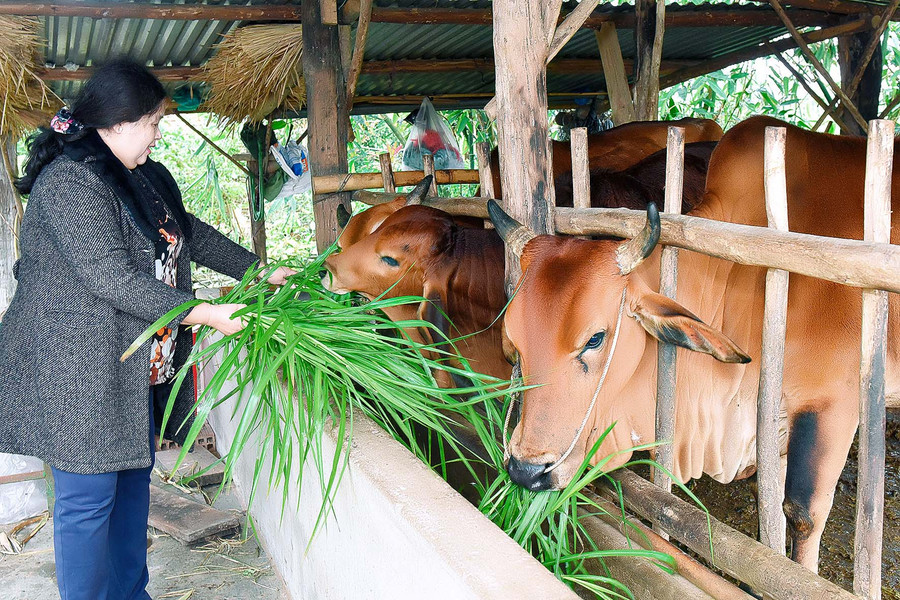 Nhờ được Hội Nông dân phường An Phú tạo điều kiện tham gia lớp tập huấn kỹ thuật chăn nuôi, bà Phạm Thị Huệ (tổ 3) đã có thêm kinh nghiệm chăm sóc đàn bò của gia đình. Nghề nuôi bò mang lại cho gia đình bà Huệ nguồn thu nhập trên 100 triệu đồng/năm. 2.Nhờ được Hội Nông dân phường An Phú, thị xã An Khê, tạo điều kiện tham gia lớp tập huấn kỹ thuật chăn nuôi, chị Phạm Thị Huệ tổ 3, có kinh nghiệm chăm sóc vật nuôi. Đến nay, mô hình chăn nuôi của chị Huệ cho thu nhập trên 100 triệu đồng/năm.